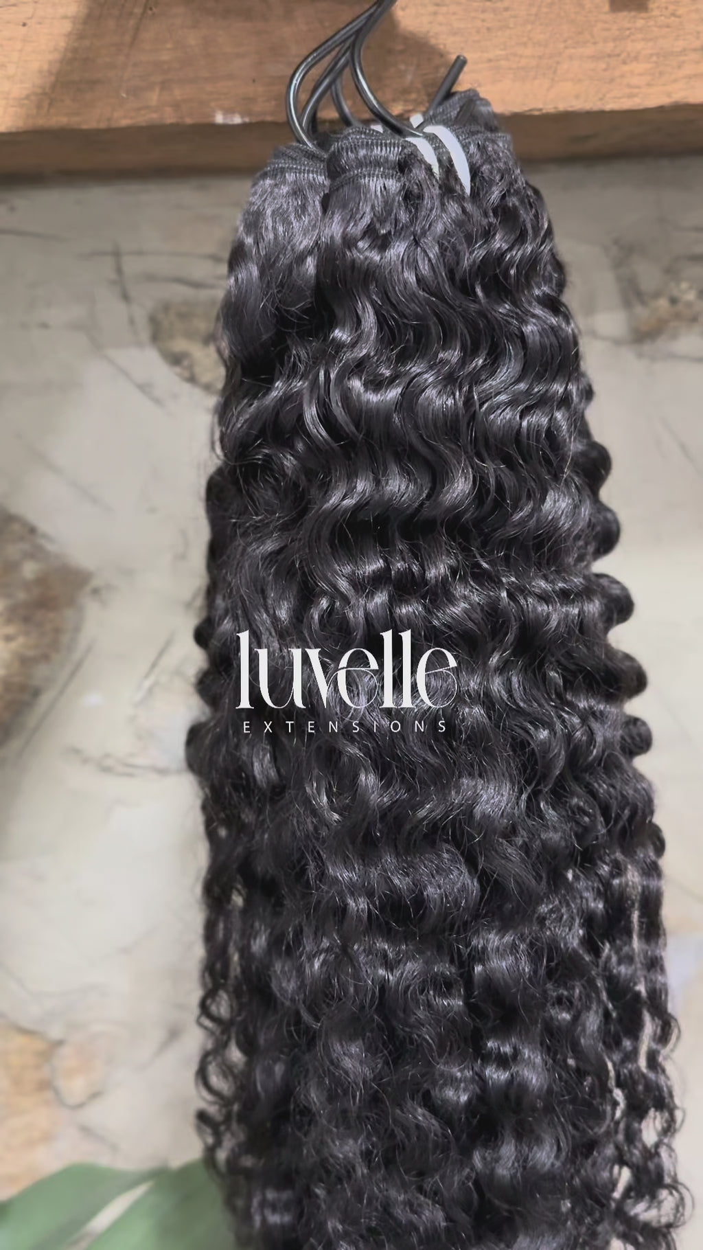 Virgin Burmese Curly